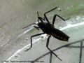 Heteroptera _ Velliidae - Velia caprai
