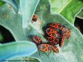 Heteroptera _ Pyrrhocoridae - Pyrrhocoris apterus