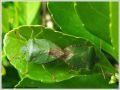 Heteroptera _ Pentatomidae - Palomena prasina