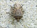Heteroptera _ Pentatomidae - Rhaphigaster nebulosa