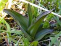 Rosette d‘Epipactis des Marais - Epipactis palustris