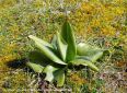 Rosette d‘Orchis Bouc - Himantoglossum hircinum