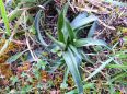Rosette d‘Orchis Bouffon - Orchis morio
