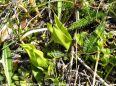 Rosette d‘Orchis incarnat - Dactylorhiza incarnata