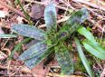 Rosette d‘Orchis Mâle - Orchis mascula