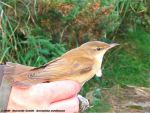 Rousserolle Turdoïde,Great reed-warbler - Acrocéphalus arundinaceus
