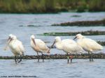 Spatules Blanches - Platalea leucorodia _ 4 juv 1 adulte