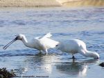 Spatules Blanches - Spoonbill - Platalea leucorodia